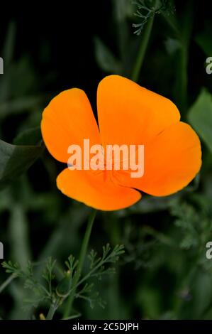 Single Orange/Yellow Eschschscholzia californica California/Golden Poppy in den Grenzen bei RHS Garden Harlow Carr, Harrogate, Yorkshire, England angebaut. Stockfoto