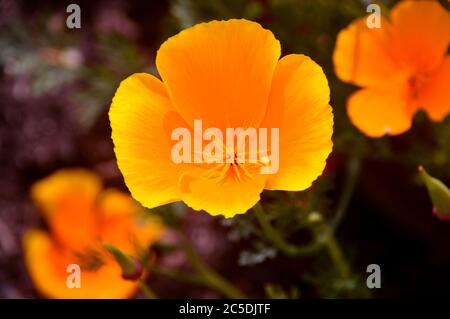 Single Orange/Yellow Eschschscholzia californica California/Golden Poppy in den Grenzen bei RHS Garden Harlow Carr, Harrogate, Yorkshire, England angebaut. Stockfoto