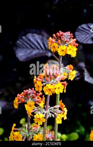 Gelbe Primula Bulleyana (Bulley's Candelabra Primrose) Blumen in den Grenzen an RHS Garden Harlow Carr, Harrogate, Yorkshire, England, Großbritannien gewachsen. Stockfoto