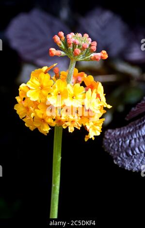 Gelbe Primula Bulleyana (Bulley's Candelabra Primrose) Blumen in den Grenzen an RHS Garden Harlow Carr, Harrogate, Yorkshire, England, Großbritannien gewachsen. Stockfoto