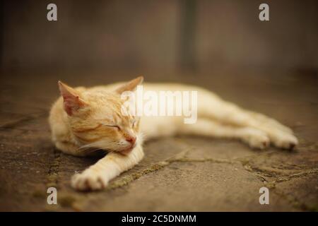 Nette rote Katze schläft auf der Straße, streckt seine Pfote nach vorne, Seitenansicht, selektiver Fokus. Stockfoto