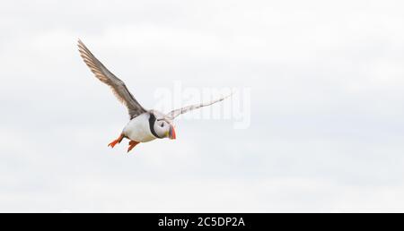 Ein Porträt eines bunten Atlantischen Papageitaucher, der zurück zu seinem Nest fliegt, mit einem Mund voller Fische auf den Farne Islands Northumberland Stockfoto