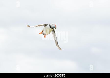 Ein Porträt eines bunten Atlantischen Papageitaucher, der zurück zu seinem Nest fliegt, mit einem Mund voller Fische auf den Farne Islands Northumberland Stockfoto