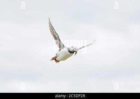 Ein Porträt eines bunten Atlantischen Papageitaucher, der zurück zu seinem Nest fliegt, mit einem Mund voller Fische auf den Farne Islands Northumberland Stockfoto