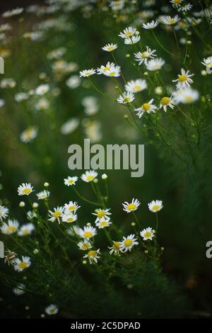 Kleine weiße Kamillenblumen wachsen in einem dunklen Sommergarten, schöne selektive Kunst Fokus. Stockfoto