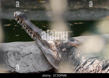 Nahaufnahme False Gharial war Sonnenbaden auf dem Felsen Stockfoto