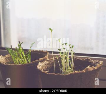 Die herzhafte Pflanze - satureja hortensis - wächst zu Hause auf der Fensterbank, die herzhaften Kräutersämlinge Stockfoto