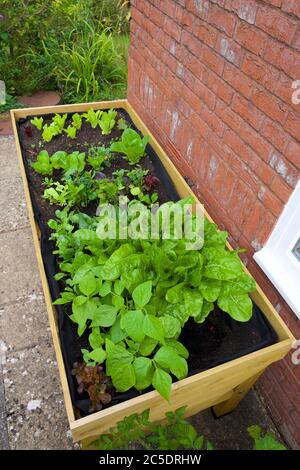 Pflanzen, die in einem Gemüsetrug (VegTrug) zu Hause wachsen Stockfoto