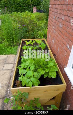 Pflanzen, die in einem Gemüsetrug (VegTrug) zu Hause wachsen Stockfoto