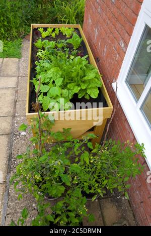 Pflanzen, die in einem Gemüsetrug (VegTrug) zu Hause wachsen Stockfoto