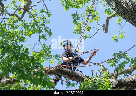 Ein Baumchirurg oder Baumpfer stellt seine Sicherheitsleinen ein, während er hoch oben auf einem Baum steht. Stockfoto