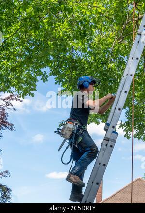 Ein Baumchirurg oder Baumpflegerin, der eine Leiter hochklingende, bereit ist, einen Baum hochzuarbeiten. Stockfoto