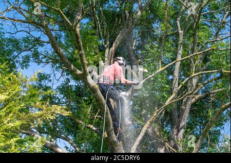 Ein Baumchirurg oder Baumpfleger, der mit einer Kettensäge Äste abschneidet. Stockfoto