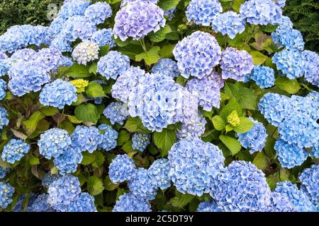 Blaue Blüten auf einem Mophead Hydrangea macrophylla, von ihm in sauren Bodenbedingungen wachsen produziert. Stockfoto