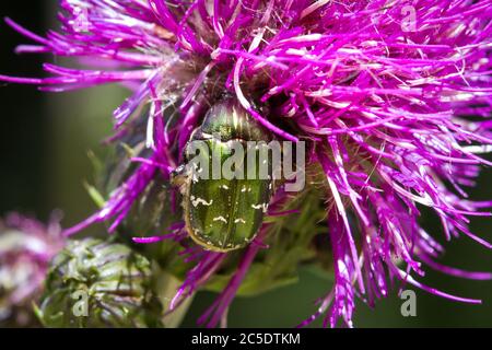 Goldschmiedekäfer, grüner Rosenchafer, Goldglänzender Rosenkäfer (Cetonia aurata) Stockfoto