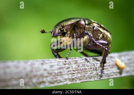 Goldschmiedekäfer, grüner Rosenchafer, Goldglänzender Rosenkäfer (Cetonia aurata) Stockfoto