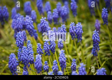 MUSCARI BOTRYOIDES eine bauchige Staudenpflanze Stockfoto