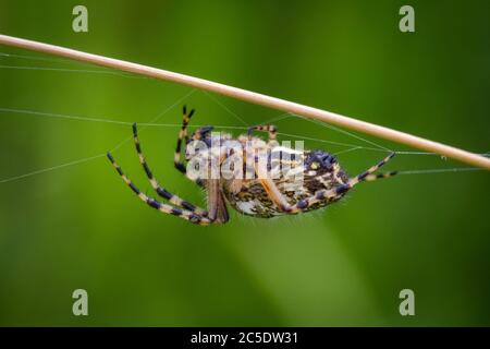 Makrofoto einer Spinne auf der Wiese Stockfoto