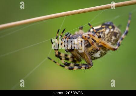 Makrofoto einer Spinne auf der Wiese Stockfoto