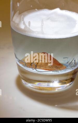 Hawley Bogen kieferorthodontische Zähne Halter in Glas von Zahnersatz Reiniger Stockfoto