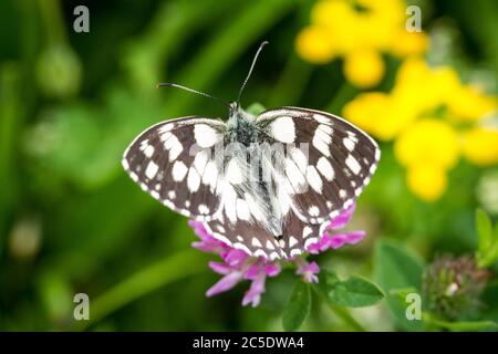 Marmorierte weißer Schmetterling (Melanargia Galathea) Stockfoto