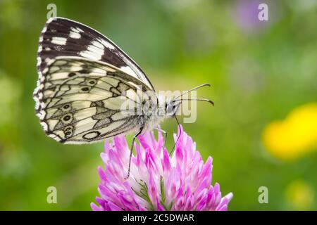 Marmorierte weißer Schmetterling (Melanargia Galathea) Stockfoto