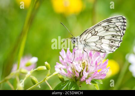 Marmorierte weißer Schmetterling (Melanargia Galathea) Stockfoto