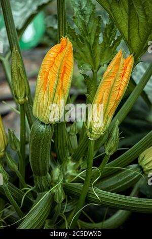 Die Blume einer reifenden Zucchini im Garten. Zucchini wird gezüchtit. Stockfoto