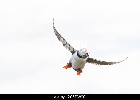 Ein Porträt eines bunten Atlantischen Papageitaucher, der zurück zu seinem Nest fliegt, mit einem Mund voller Fische auf den Farne Islands Northumberland Stockfoto