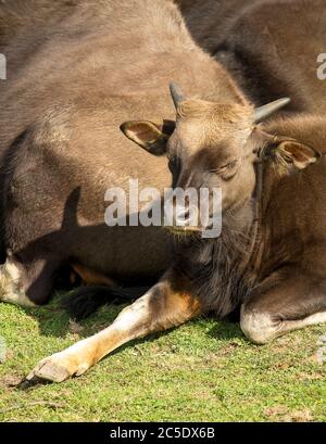 Baby gaur auch als indische Bison bekannt. Stockfoto