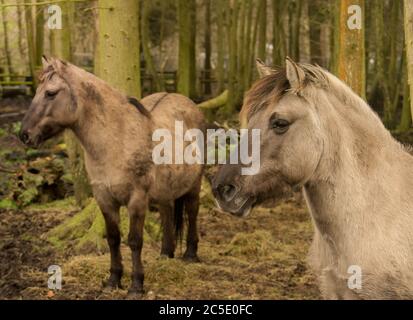 Schöne zwei wilde Konik Pferde in einem Waldgebiet. Stockfoto