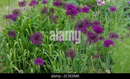Floraler Hintergrund mit violettem Allium und üppigem grünen Laub Stockfoto