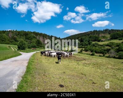 Feldweg im Thüringer Wald mit Kühen Stockfoto