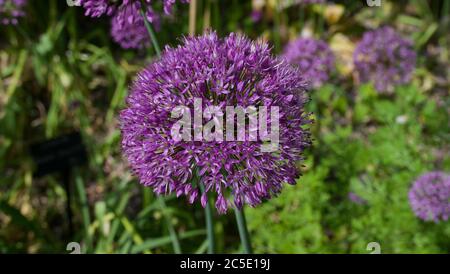 Schöne lila Allium Blütenkopf im Garten mit Blumenbeet im Hintergrund Stockfoto