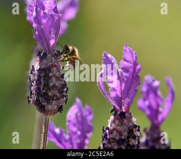 Honigbiene füttert eine Lavendelpflanze Stockfoto