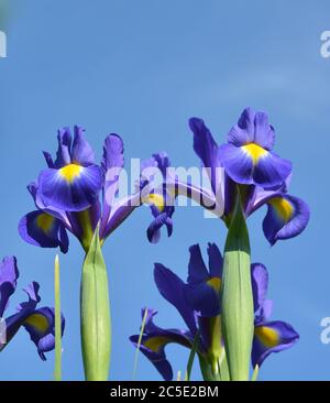 Zwei Iris Blumen in einem Sommergarten Stockfoto
