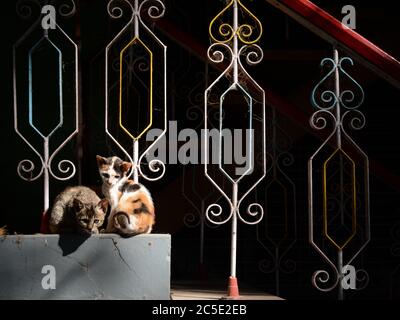 Katzen auf der Treppe im Mahagandhayon Kloster in Amarapura, Mandalay, Myanmar, Südostasien. Kätzchen im Mahagandayon Kloster. Schöne Tiere. Stockfoto