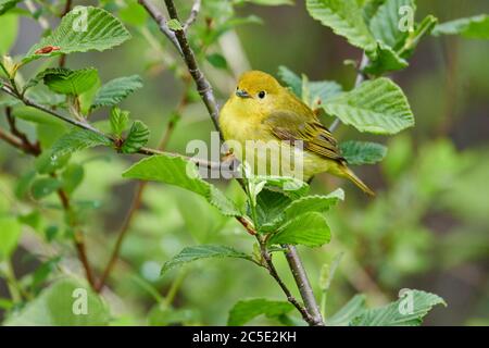 Weibliche amerikanische Gelbwaldsänger (Dendroica petechia) in einem Baum Broad Cove, Nova Scotia, Kanada, Stockfoto