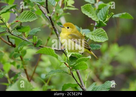 Weibliche amerikanische Gelbwaldsänger (Dendroica petechia) in einem Baum Broad Cove, Nova Scotia, Kanada, Stockfoto