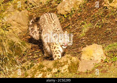 Schneeleopard (Panthera uncia), der mit der Zunge nach draußen geht Stockfoto