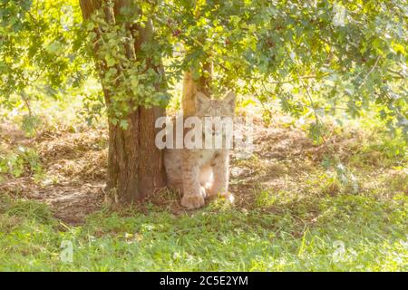Kanada Lynx (Lynx canadensis) Kanadisches Lynx Kitten unter einem Baum stehend 10/10/2019 Stockfoto