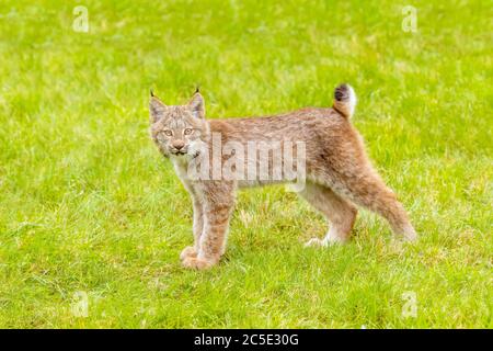 Kanada Lynx (Lynx canadensis) Kanadische Lynx Kitten im Gras stehen Stockfoto