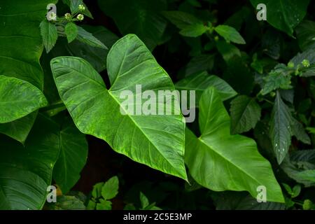 Dunkelgrünes Taro-Blatt (Colocasia-Arten) die tropische Laubpflanze isoliert auf weißem Hintergrund, Clipping-Pfad enthalten, HD-Bild und große Auflösung Stockfoto