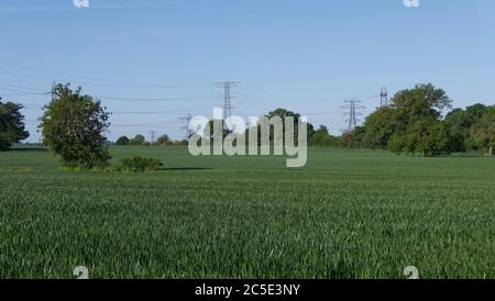 Kornfeld im Frühjahr mit Pylonen im Hintergrund vor blauem Himmel Stockfoto