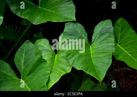 Dunkelgrünes Taro-Blatt (Colocasia-Arten) die tropische Laubpflanze isoliert auf weißem Hintergrund, Clipping-Pfad enthalten, HD-Bild und große Auflösung Stockfoto