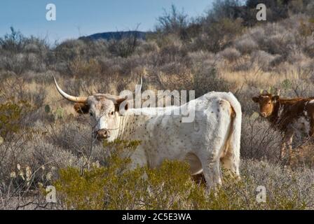 Texas Longhorn Rinder grasen in der Chihuahuan Wüste im Big Bend Ranch State Park, Texas, USA Stockfoto