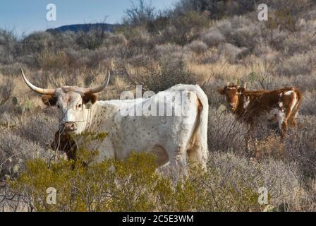 Texas Longhorn Rinder grasen in der Chihuahuan Wüste im Big Bend Ranch State Park, Texas, USA Stockfoto