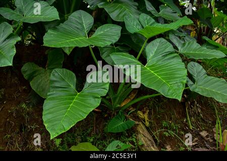 Dunkelgrünes Taro-Blatt (Colocasia-Arten) die tropische Laubpflanze isoliert auf weißem Hintergrund, Clipping-Pfad enthalten, HD-Bild und große Auflösung Stockfoto