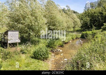 Ein kleiner Ententeich neben dem Winchcombe Way auf den Cotswold Hills in der Nähe des Weilers Farmcote, Gloucestershire UK Stockfoto