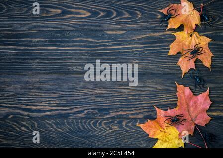 Halloween Urlaub Hintergrund mit Herbstblättern und Spinnen. Blick von oben. Stockfoto